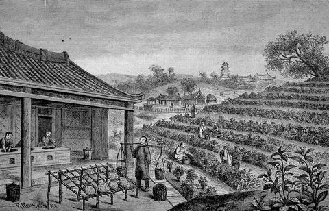 Harvesting and processing of tea in India in 1865 digitally restored Stock Illustration