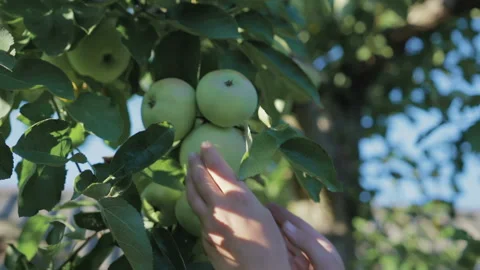 Harvesting apples in the garden Vídeo Stock 94192753
