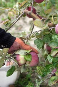Harvesting of apples in the orchard. Hands pull apples from branches. Rustic Stock Photos