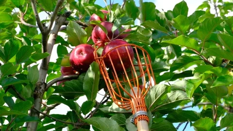 Harvesting apples from tree with tool Stock Footage 165161682