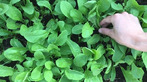 Harvesting Arugula Vídeo Stock 85617448