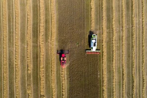 Harvesting background Foto stock
