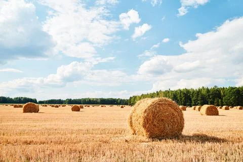 Harvesting background Stock Photos
