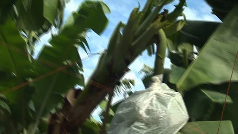 Harvesting bananas Stock Footage 114574266