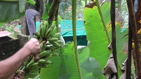 Harvesting Bananas Using a Sickle Stock Footage 277674181