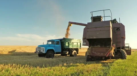 Harvesting barley Stock Footage 53086700