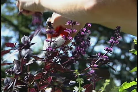 Harvesting Basil blooms 库存影片 11692896
