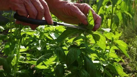 Harvesting basil Stock Footage 168575023