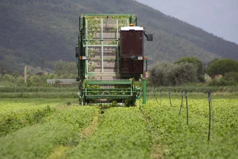 Harvesting of basil by machine Stock Photos