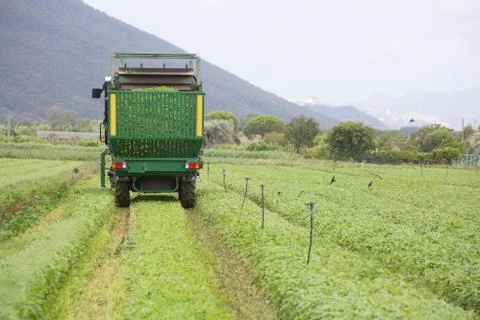 Harvesting of basil by machine Stock Photos