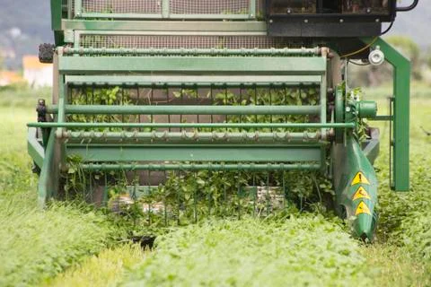 Harvesting of basil by machine Stock Photos