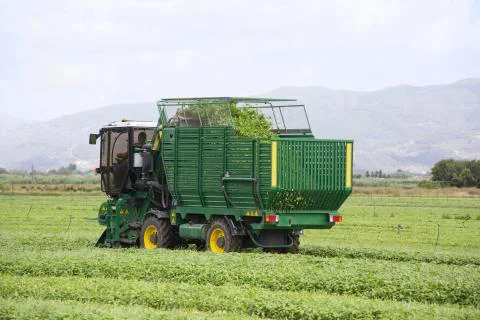 Harvesting of basil by machine Stock Photos