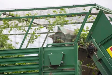 Harvesting of basil by machine Stock Photos