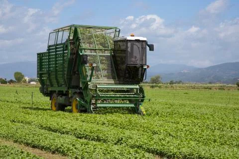 Harvesting of basil by machine Stock Photos