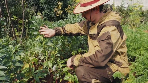 Harvesting Beans Stock Footage 114652330
