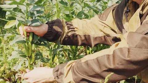 Harvesting Beans Stock Footage 114652372