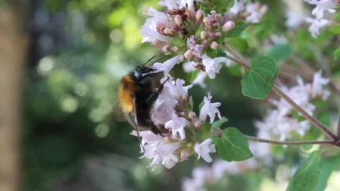 Harvesting Bee Stockbeeldmateriaal 135410933