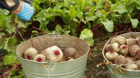 Harvesting Beet. Close-up. Stock-Footage 22278734