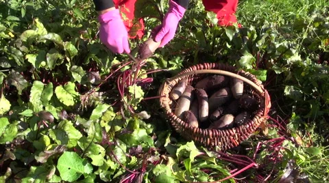 Harvesting beetroot beet vegetable in farm Video stock 43672434