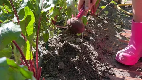 Harvesting Beets Stock Footage 313363766