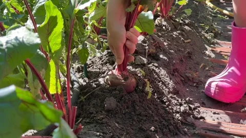 Harvesting Beets Outdoors Stock Footage 313364327