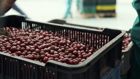 Harvesting Berries. Close-up. Stock Footage 100874372