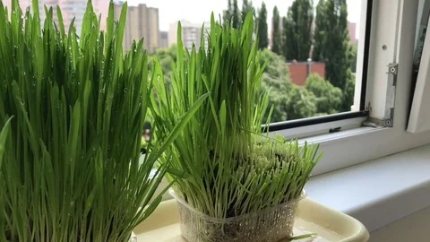 Harvesting BIO: Cultivation of green grass on the window haircut handmade plants Stock Footage