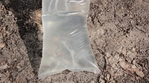 Harvesting of birch sap in a spring forest. Birch sap drips in plastic bags Stock Footage 131335606