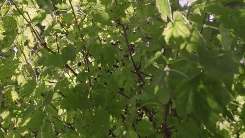 Harvesting Black Currants Stock Footage 82145207