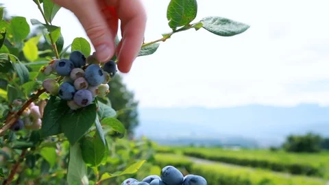 Harvesting blueberries. Stock Footage 92228099