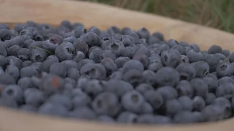 Harvesting Blueberries Stock Footage 253040368