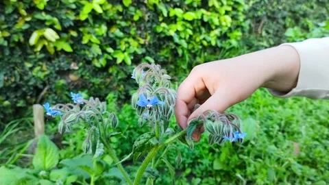 Harvesting Borage 스톡 동영상 165853401