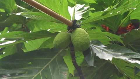 Harvesting breadfruits from tree Vídeos de archivo 277674269