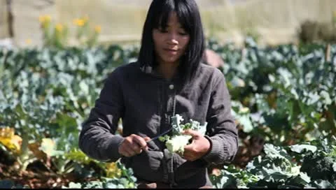 Harvesting broccoli Video stock 9730999