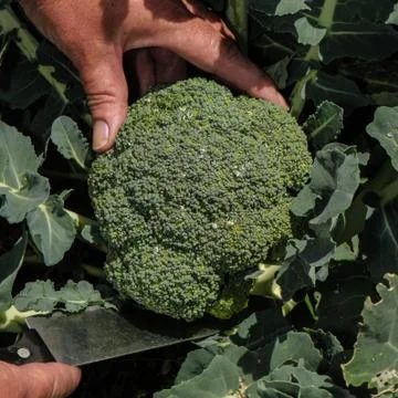 Harvesting broccoli Stock Photos