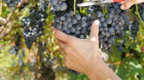Harvesting a bunch of grapes Видео 42135485