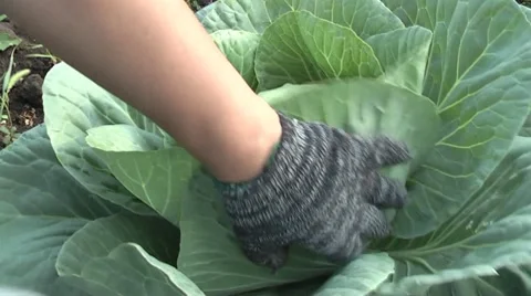 Harvesting cabbage. Stock Footage 7754914