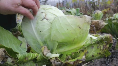 Harvesting cabbage in the garden Vídeos de archivo 98669166