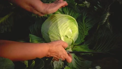 Harvesting cabbage. Hands picking of white cabbage in farm Stock Footage 204103757