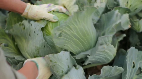 Harvesting cabbage in the vegetable garden Stock Footage 142646414