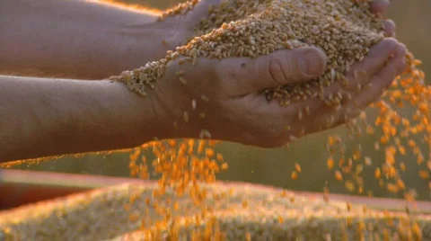 Harvesting campaign  Stock Footage 531854