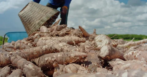 Harvesting cassava roots Stock Footage 205061494