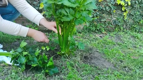 Harvesting Celery 스톡 동영상 165853517