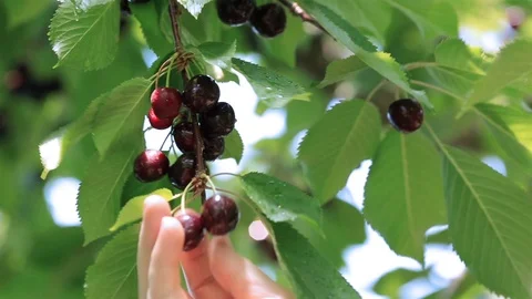 Harvesting cherry in a cherry orchard. Stock Footage 91370644