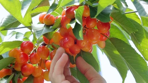 Harvesting cherry in a cherry orchard. Stock Footage 91519906