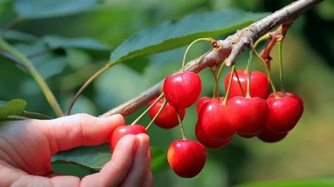 Harvesting cherry in a cherry orchard. Stock Footage 91521887