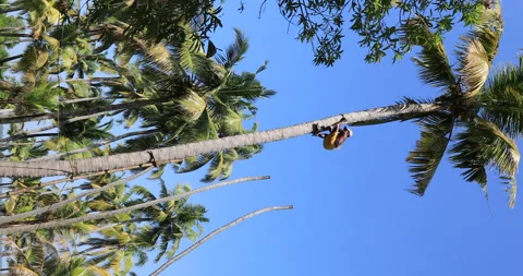 Harvesting coconut directly on the tree Stock Footage 162242035