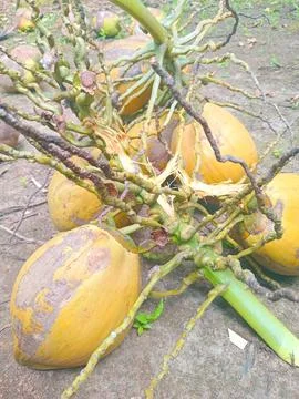 Harvesting coconuts for copra Stock Photos