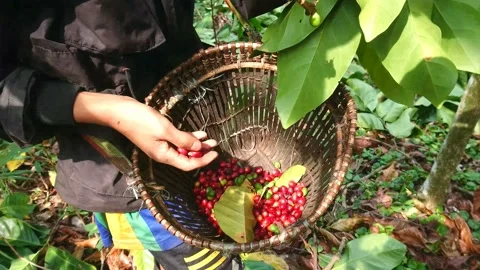 Harvesting coffee Stock-Footage 158571711