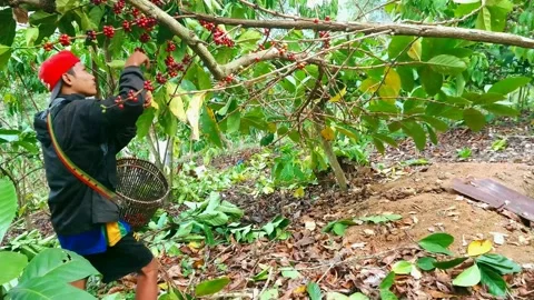 Harvesting coffee Stock-Footage 158577490